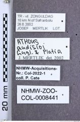 Etikette zu Athous (Orthathous) audisioi (Guglielmi & Platia, 1985) (NHMW-ZOO-COL-0008441)